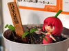 とら1号のハバネロ栽培日記